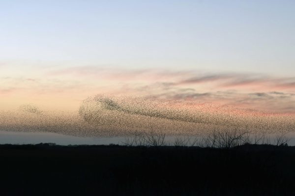 Birds flock